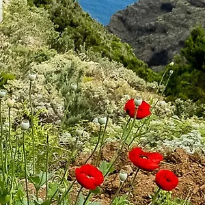 Pensión The Poppies - 100m Ocean - Private Spaces
